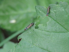 Agrilus catherinae