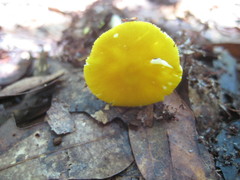 Amanita flavivolva image