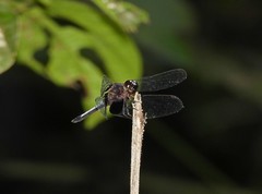 Erythrodiplax unimaculata