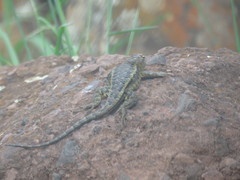Sceloporus horridus oligoporus