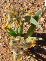 Ferraria