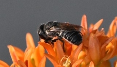 Megachile campanulae