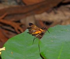 Acanthischium maculatum