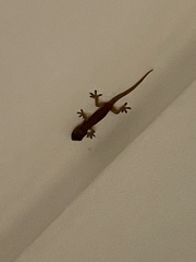 Lepidodactylus lugubris