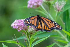 Danaus plexippus