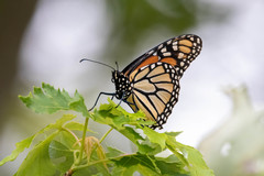 Danaus plexippus
