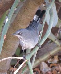 Curruca layardi layardi