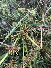 Cyperus ochraceus