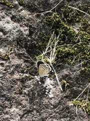 Pseudozizeeria maha