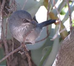 Curruca layardi layardi