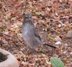 Curruca layardi layardi