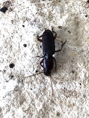 Stenomorphus californicus