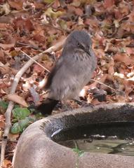 Curruca layardi layardi