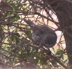 Curruca layardi layardi