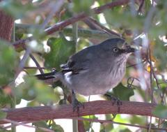 Curruca layardi layardi