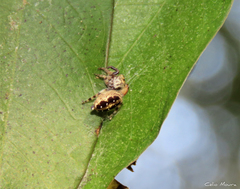 Parnaenus
