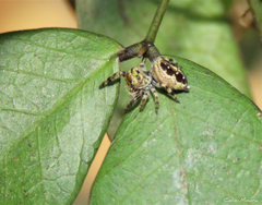 Parnaenus