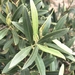 Madeiran Wild Olive - Photo (c) Vítor Jorge, some rights reserved (CC BY), uploaded by Vítor Jorge