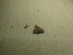 Psephis myrmidonalis