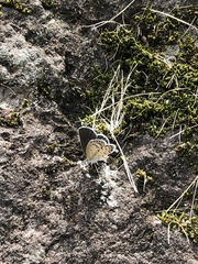 Pseudozizeeria maha