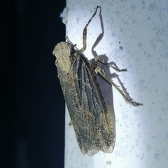 Poiocerinae