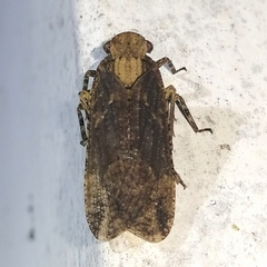 Poiocerinae