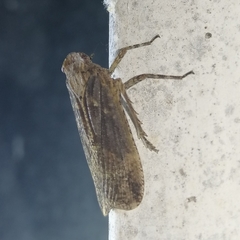 Poiocerinae