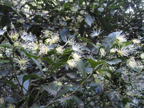 Maerua racemulosa (A.DC.) Gilg & Gilg-Ben.