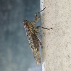 Poiocerinae