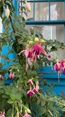 Fuchsia × hybrida