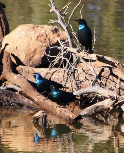 Cape Starling