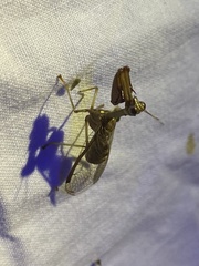 Dicromantispa interrupta