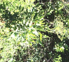 Notobubon laevigatum