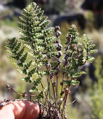 Cheilanthes contracta