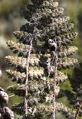 Cheilanthes contracta
