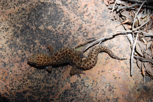 Pachydactylus capensis