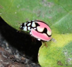Cheilomenes bidentata