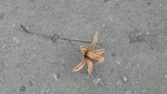 Cedrela salvadorensis