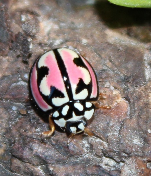 Lipstick Lady Beetle