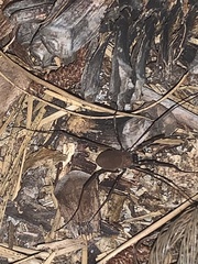 Hadrobunus maculosus