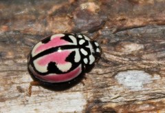 Cheilomenes bidentata