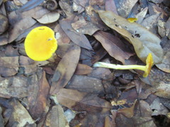 Amanita flavivolva image
