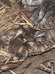 Hadrobunus maculosus