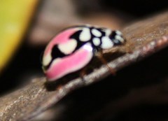 Cheilomenes bidentata