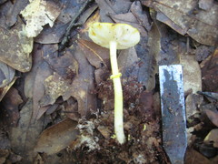 Amanita flavivolva image