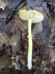 Amanita flavivolva image