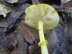 Amanita flavivolva image