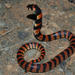 Cape Coral Snake - Photo (c) Ryan van Huyssteen, some rights reserved (CC BY-SA), uploaded by Ryan van Huyssteen