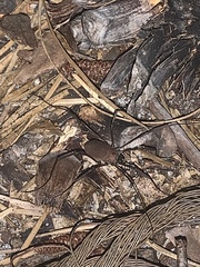 Hadrobunus maculosus