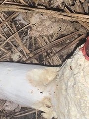 Hadrobunus maculosus